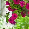 Petunia grandiflora