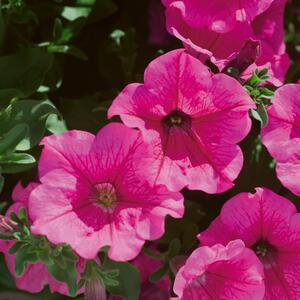 Petunia grandiflora