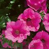 Petunia grandiflora