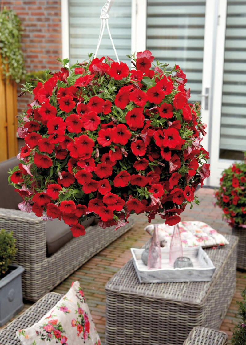 Petunia grandiflora