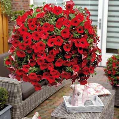 Petunia grandiflora