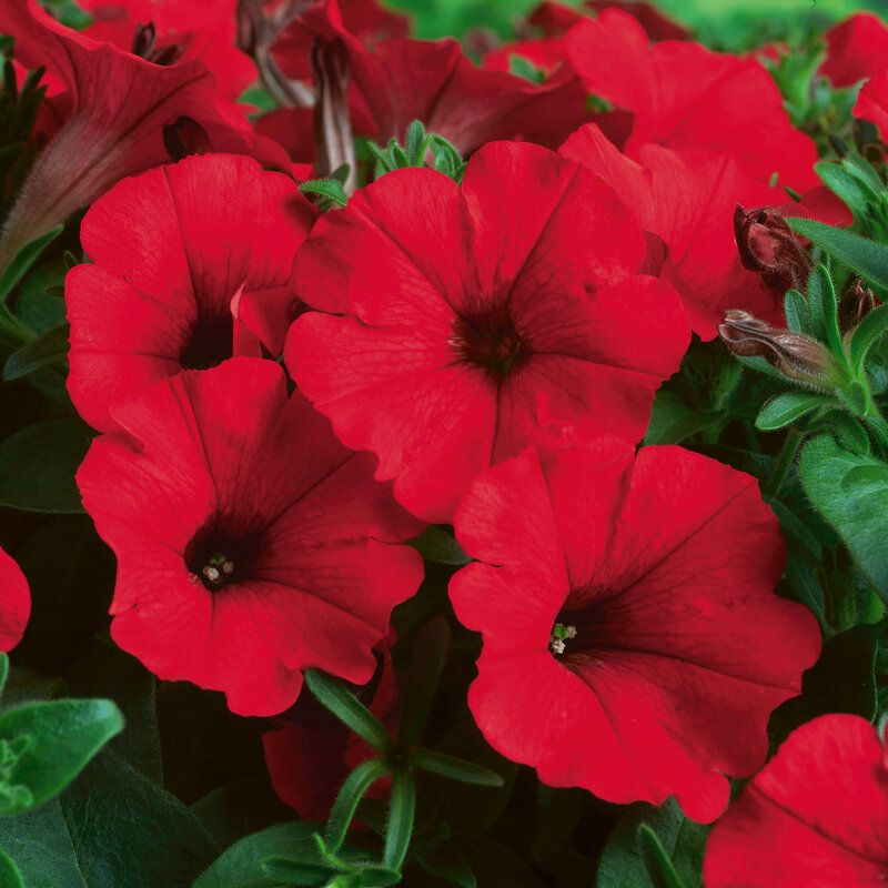 Petunia grandiflora