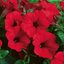 Petunia grandiflora