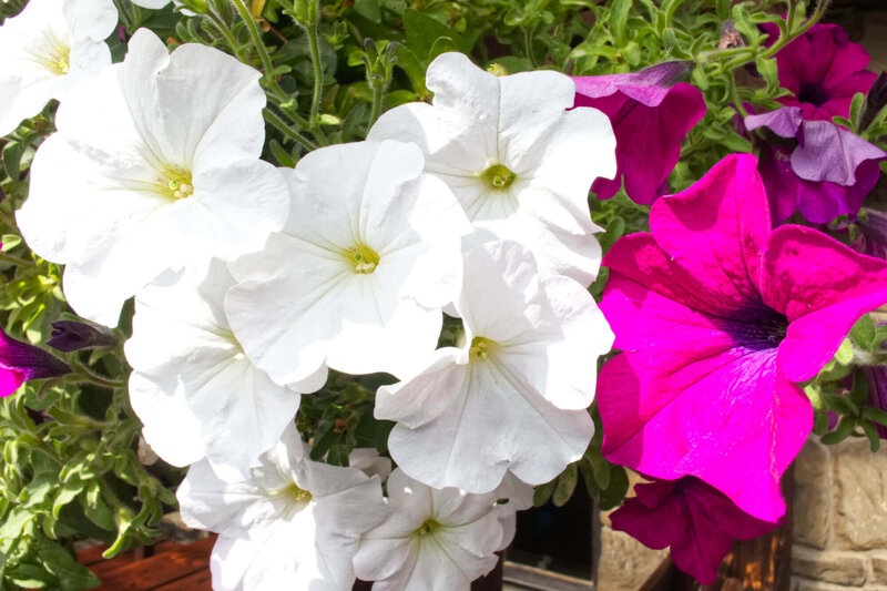 Petunia grandiflora