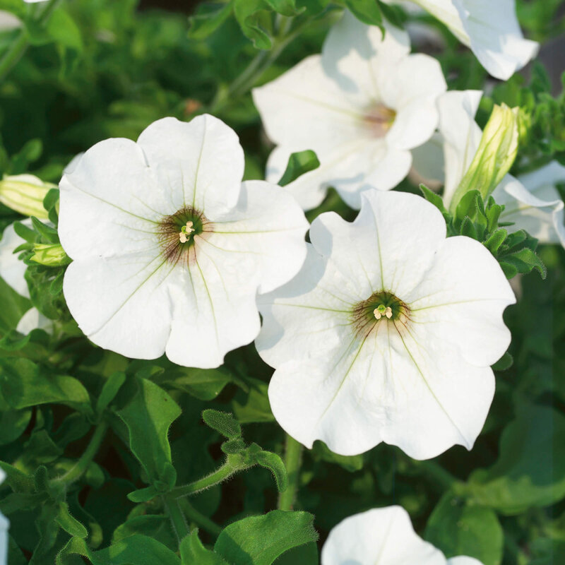Petunia grandiflora