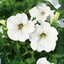 Petunia grandiflora