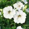 Petunia grandiflora