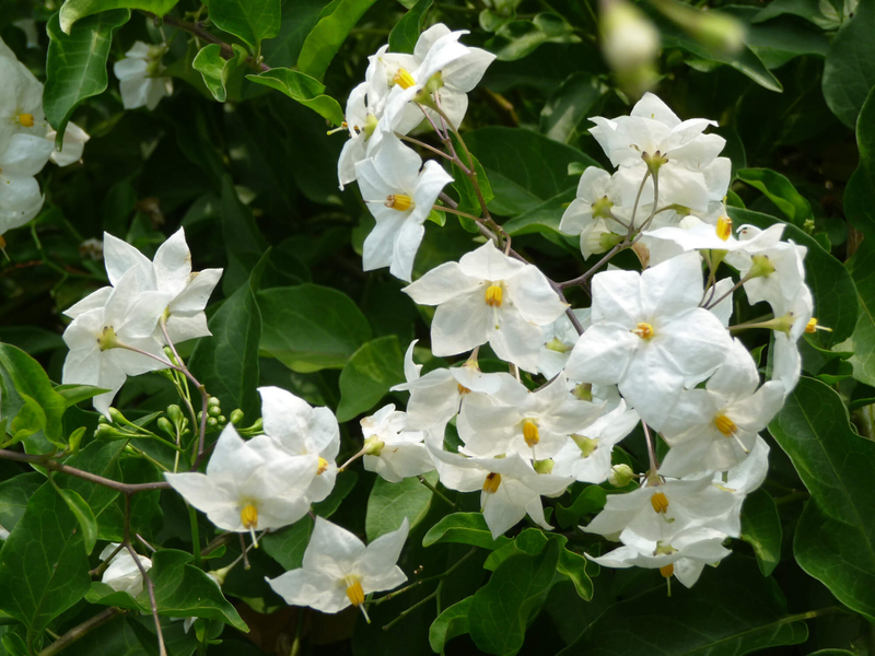 Solanum jasminoides