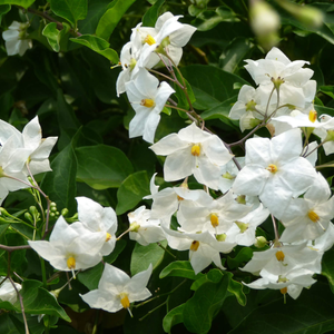 Solanum jasminoides