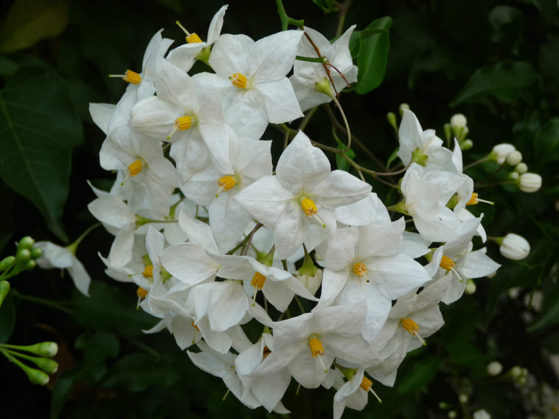 Solanum jasminoides