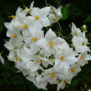 Solanum jasminoides