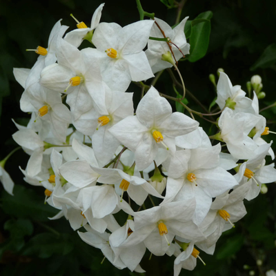 Solanum jasminoides