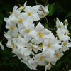 Solanum jasminoides