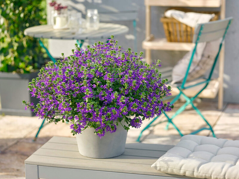 Scaevola aemula 'Deep Violet'