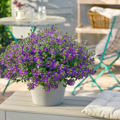 Scaevola aemula 'Deep Violet'