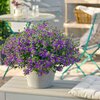 Scaevola aemula 'Deep Violet'