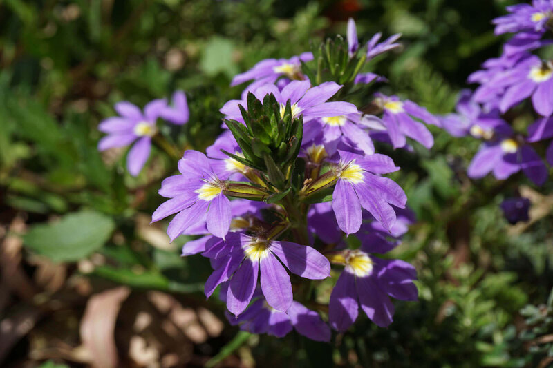 Scaevola aemula 'Deep Violet'