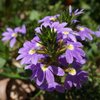 Scaevola aemula 'Deep Violet'