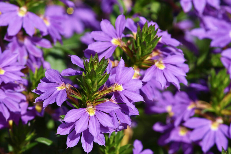 Scaevola aemula 'Deep Violet'