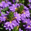 Scaevola aemula 'Deep Violet'