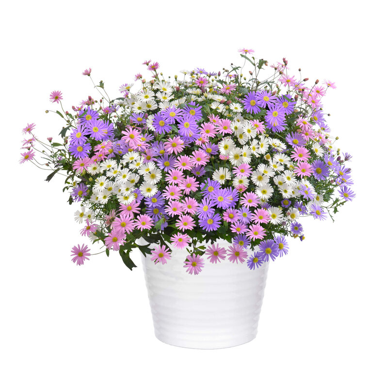 Brachyscome multifida Trio