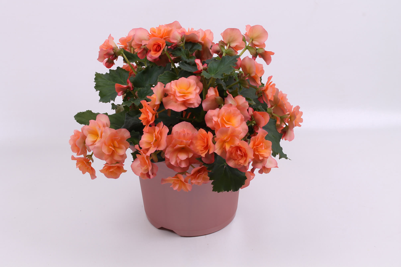 Begonia tuberhybrida 