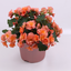 Begonia tuberhybrida 