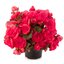 Begonia tuberhybrida 