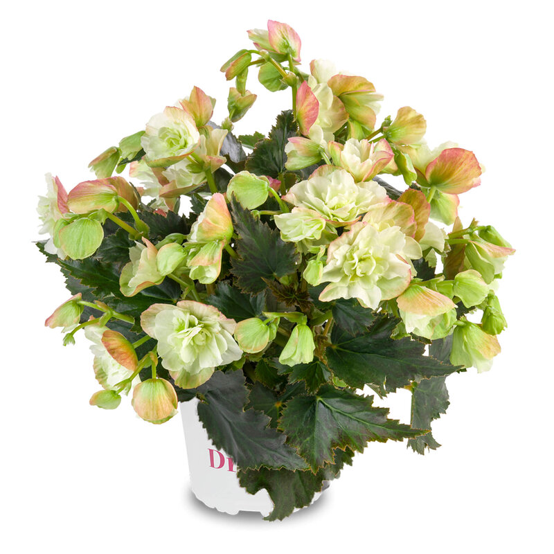 Begonia tuberhybrida 