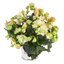 Begonia tuberhybrida 