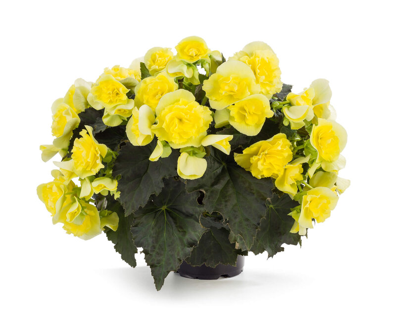 Begonia tuberhybrida 