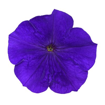 Potunia