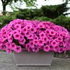 Potunia