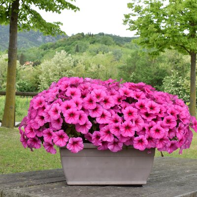Potunia
