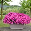 Potunia