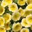 Potunia
