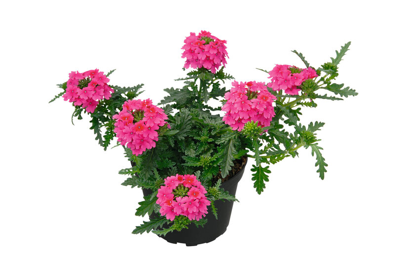 Verbena hastata