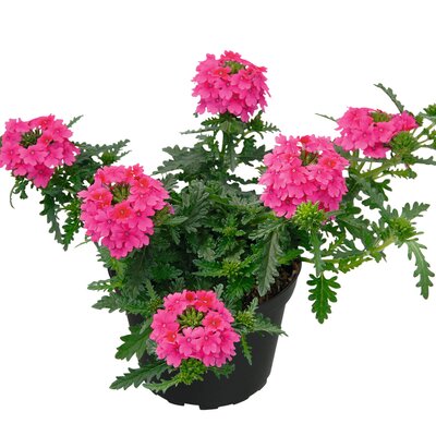 Verbena hastata