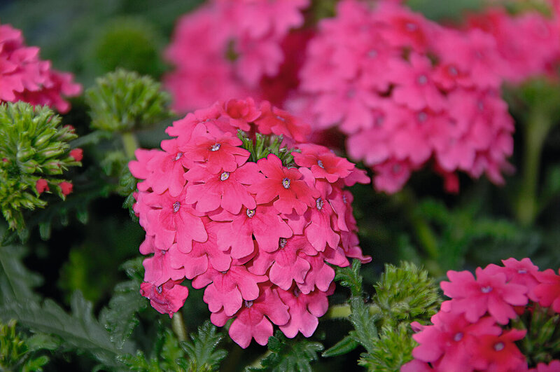 Verbena hastata