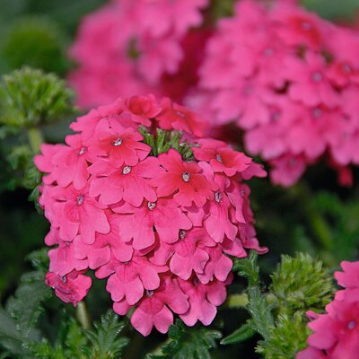 Verbena hastata