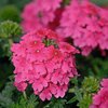 Verbena hastata