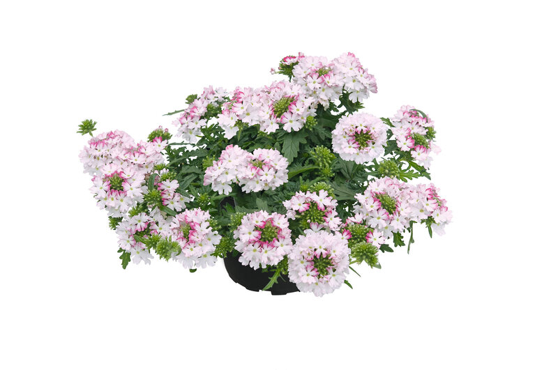 Verbena hastata
