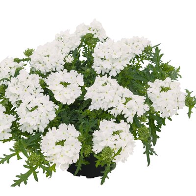 Verbena hastata