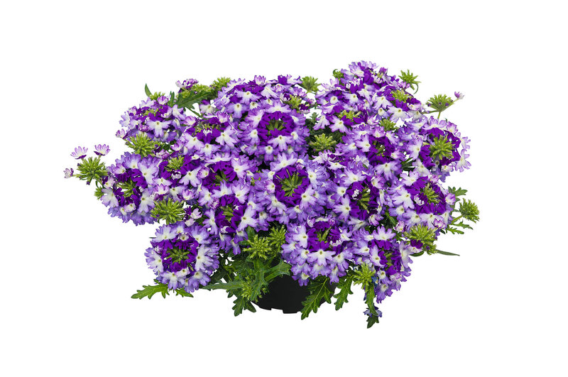 Verbena hastata