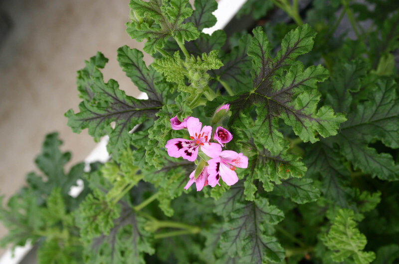 Pelargonium odoratissimum