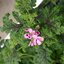 Pelargonium odoratissimum