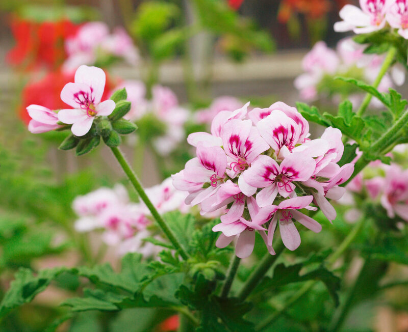 Pelargonium zonale 'Orange Fizz'