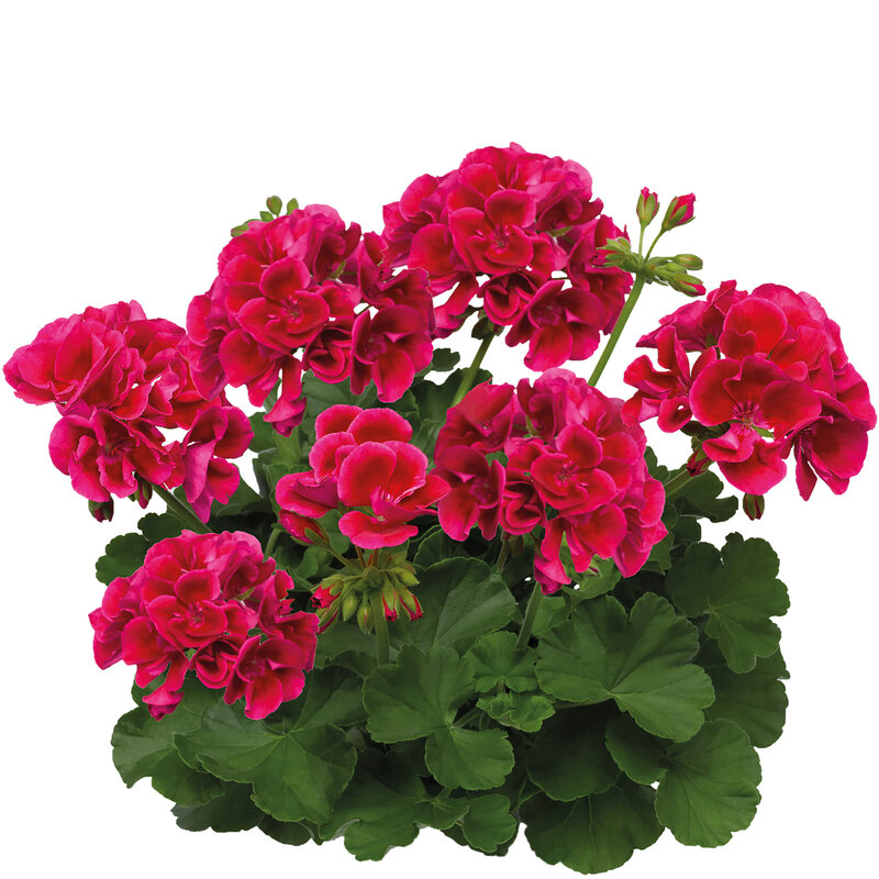 Pelargonium peltatum - Hybriden 'Calliope'