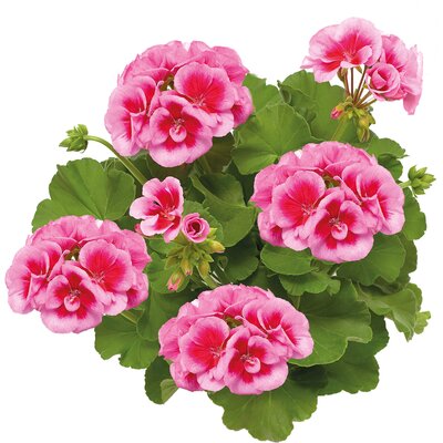 Pelargonium peltatum - Hybriden 'Calliope'