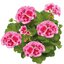 Pelargonium peltatum - Hybriden 'Calliope'